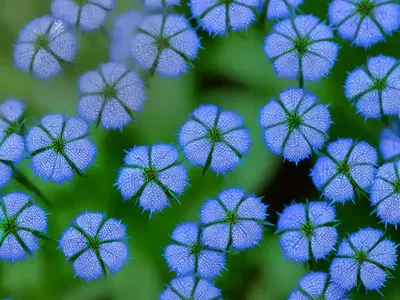 Birdeye Speedwell,Field-Speedwell, Persian Speedwell, Large Field Speedwell, Bird’S-Eye, Or Winter Speedwell (Veronica Persica)