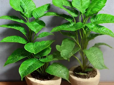 Bird’s Nest Fern (Asplenium Antiquum)