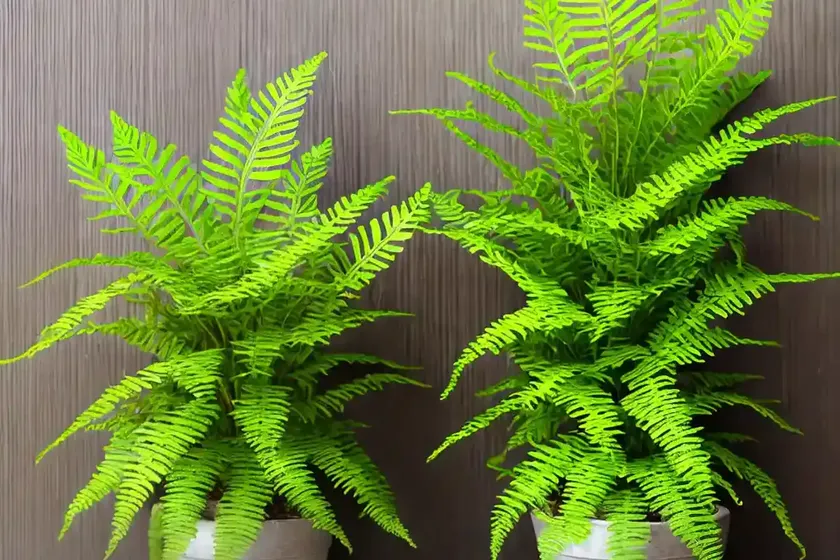 Birds nest fern (asplenium crissie) — photo 3