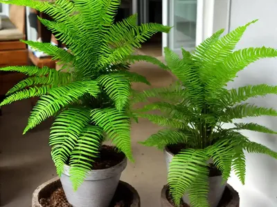Birds Nest Fern (Asplenium Crissie)
