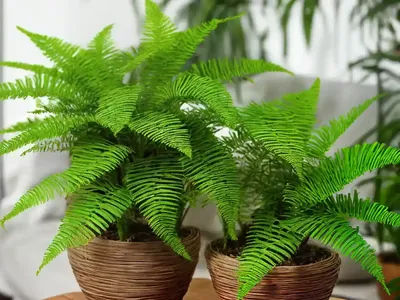 Bird’s Nest Fern (Asplenium Nidus)