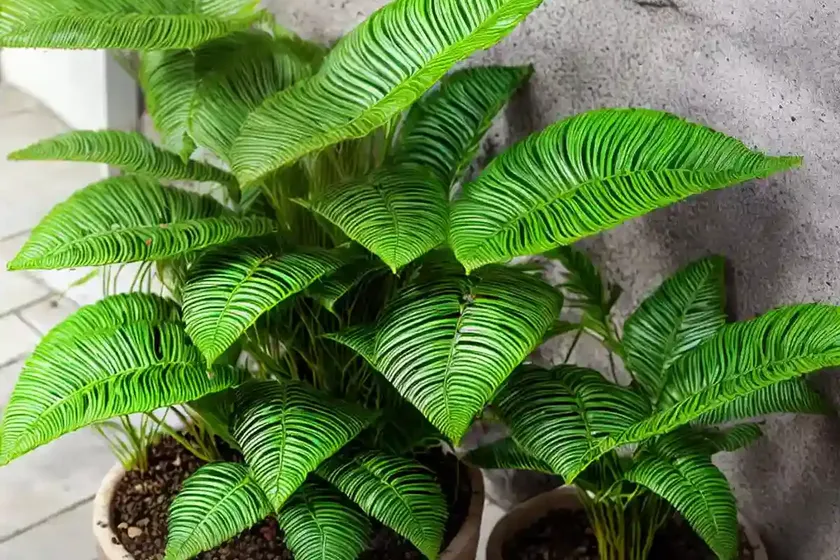 Bird’s nest fern (asplenium nidus ‘antiquum’) — photo 2