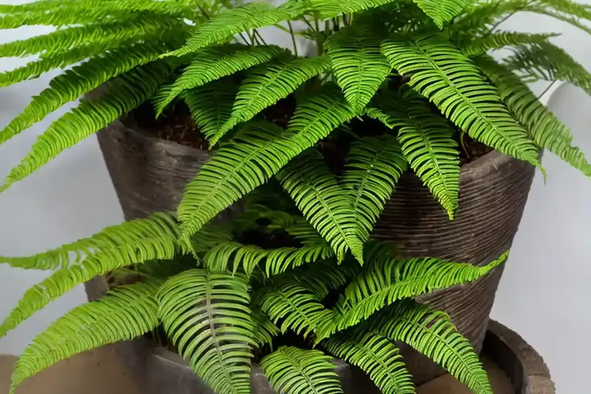 Bird’s nest fern (asplenium nidus ‘antiquum’) — photo 3