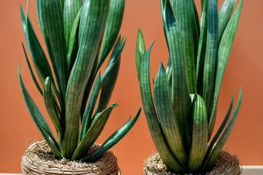 Bird’s nest (sansevieria trifasciata ‘hahnii’) — photo 2