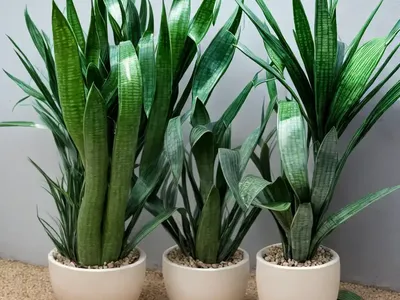 Bird’s Nest (Sansevieria Trifasciata ‘hahnii’)