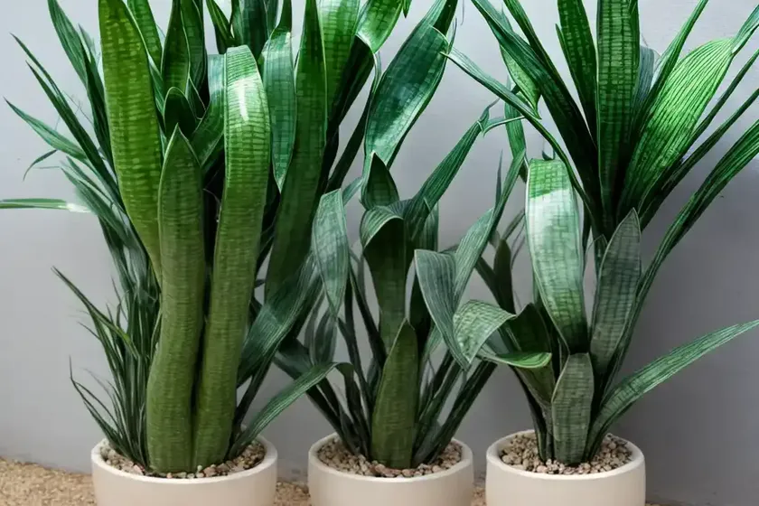 Bird’s nest (sansevieria trifasciata ‘hahnii’)