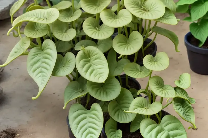 Birthwort (aristolochia californica) — photo 3
