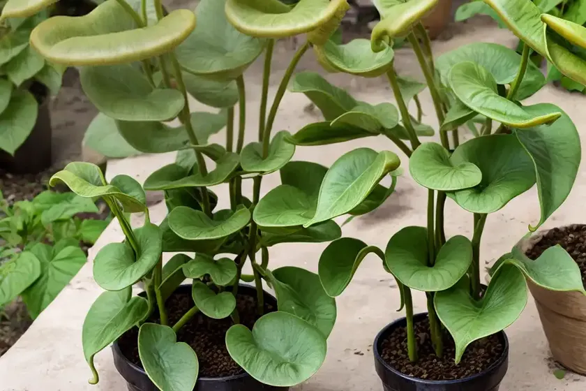 Birthwort (aristolochia leuconeura)