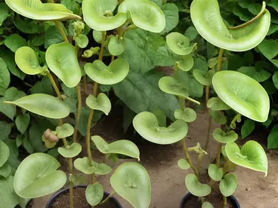 Birthwort (Aristolochia Manshuriensis)
