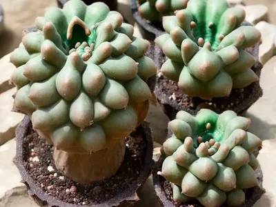 Bishop’s Cap (Astrophytum Myriostigma)