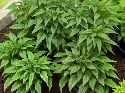 Bistorta Officinalis ‘Superbum’)