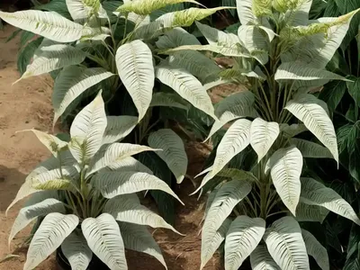 Bitter Cassava (Manihot Esculenta ‘Variegata’)