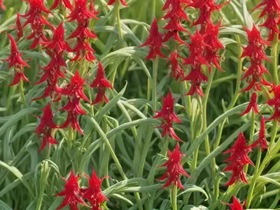 Bitter Dock (Rumex Obtusifolius)