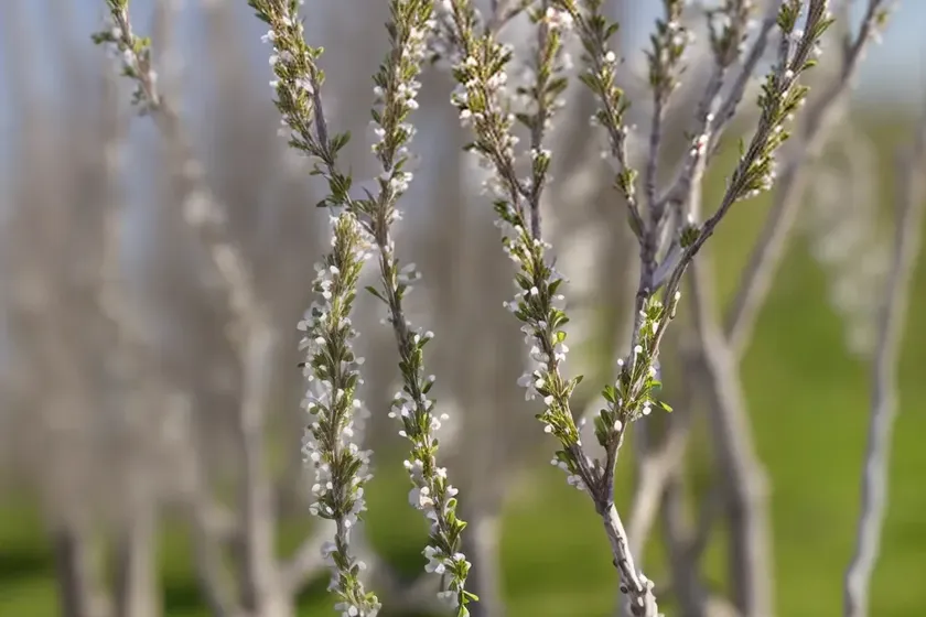 Bitter willow (salix eleagnos) — photo 2
