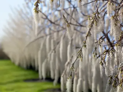 Bitter Willow (Salix Eleagnos)
