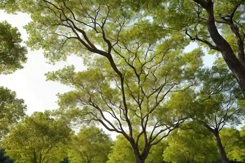 Bitternut hickory (carya cordiformis) — photo 3