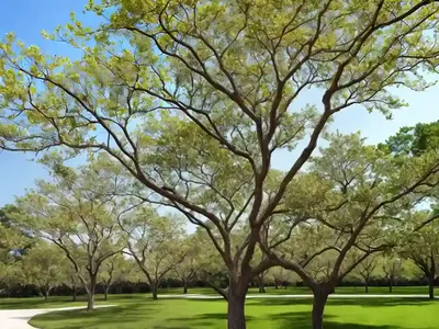 Bitternut Hickory (Carya Cordiformis)