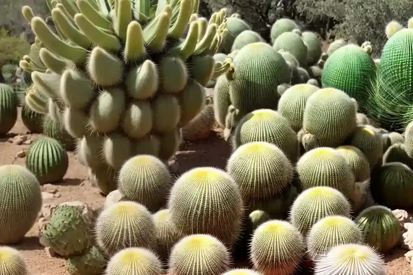 Biznaga-de-limilla (ferocactus hamatacanthus) — photo 2