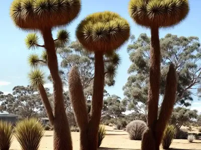 Black Boy’ Johnson’s Grass Tree (Xanthorrhoea Johnsonnii)