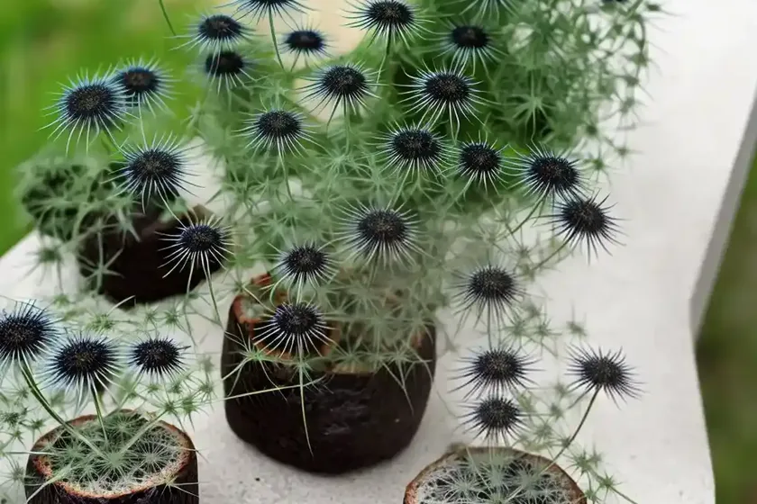 Black Bread Weed, Love-In-A-Mist Nigella Arvensis (Nigella Arvensis) — photo 2