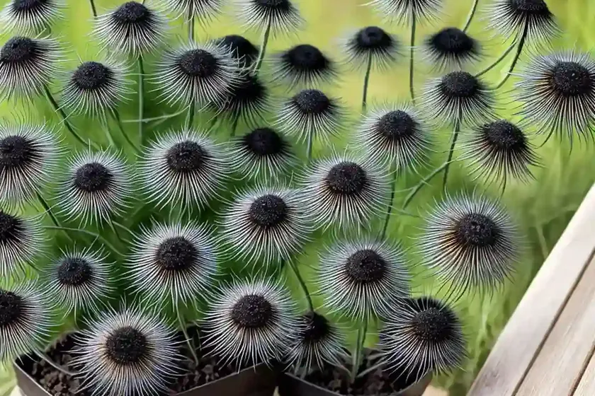 Black Bread Weed, Love-In-A-Mist Nigella Arvensis (Nigella Arvensis)