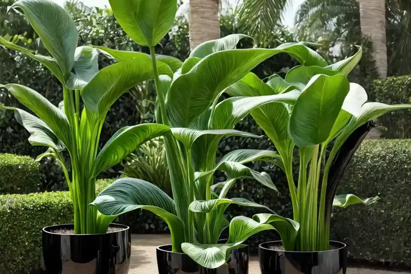 Black calla lily (arum palaestinum) — photo 2