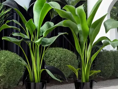 Black Calla Lily (Arum Palaestinum)