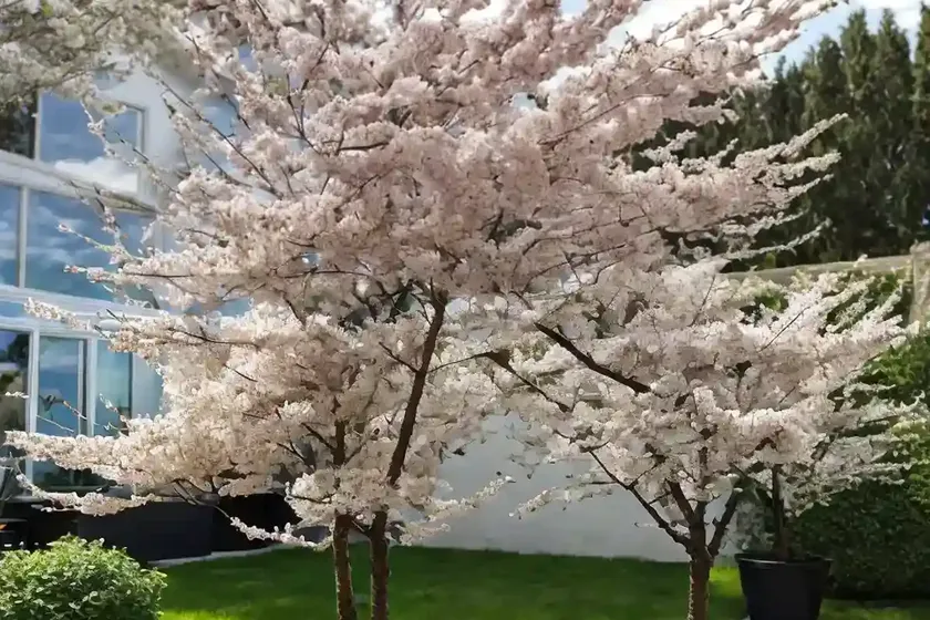 Black cherry (prunus serotina) — photo 2