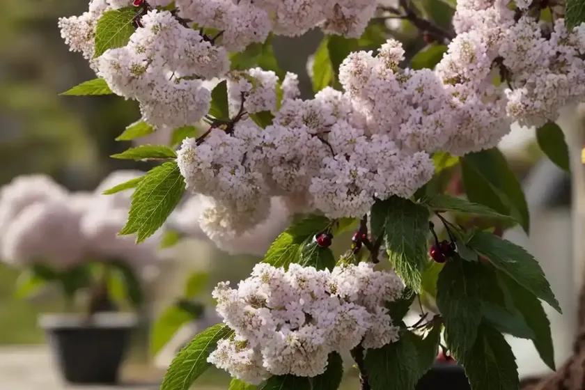 Black cherry (prunus serotina) — photo 3