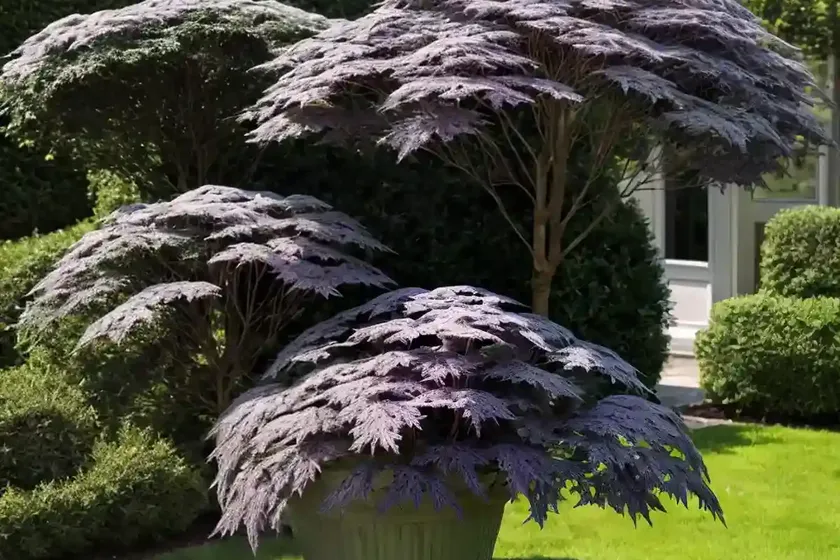 Black elder (sambucus nigra) — photo 2