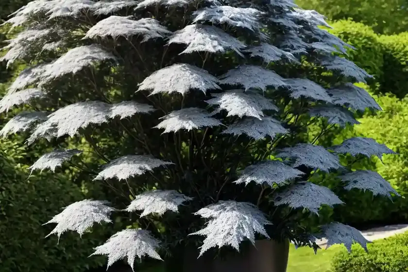 Black elder (sambucus nigra) — photo 3