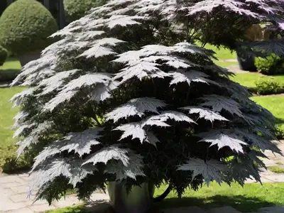 Black Elder (Sambucus Nigra)