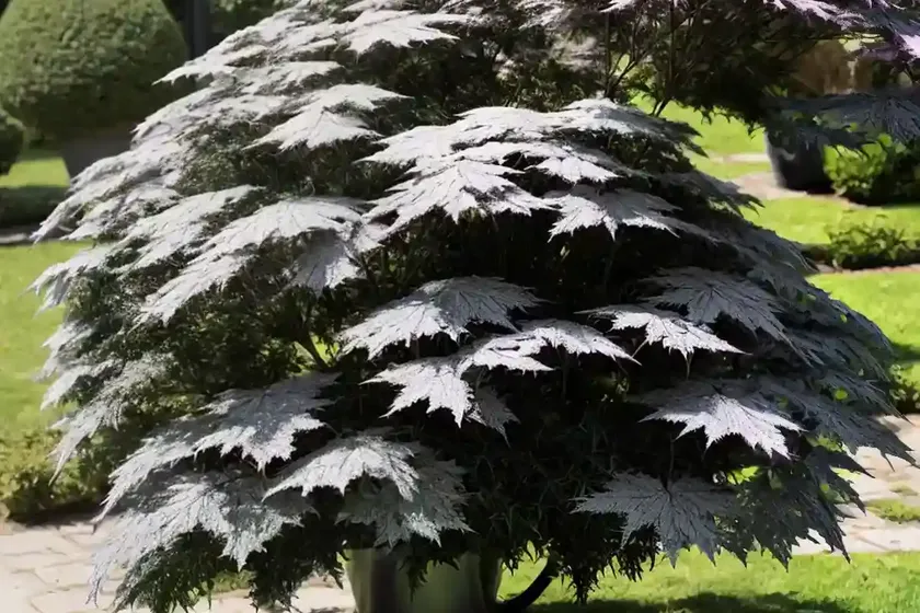 Black elder (sambucus nigra)