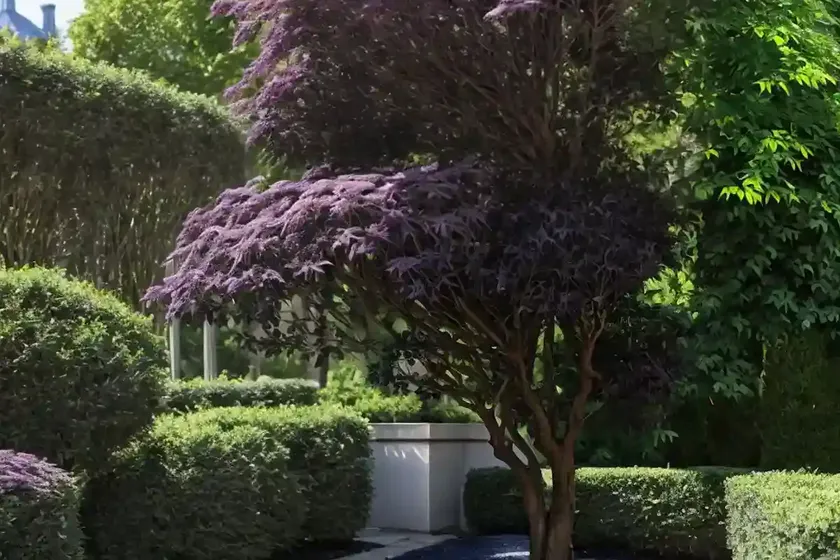Black elder (sambucus nigra ‘eiffel 1’ black tower) — photo 2