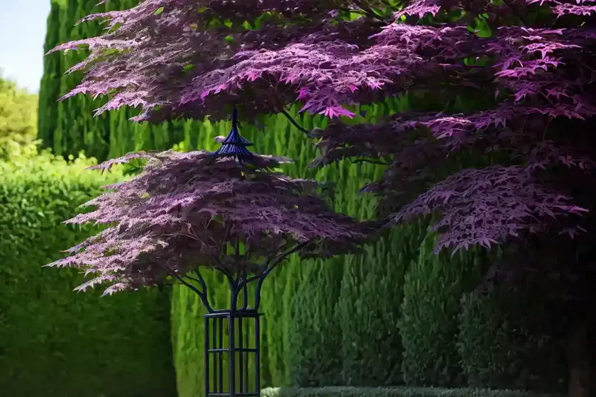 Black elder (sambucus nigra ‘eiffel 1’ black tower) — photo 3