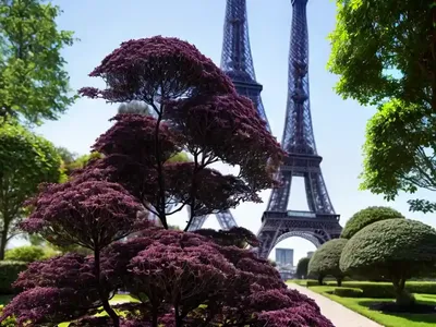 Black Elder (Sambucus Nigra ‘Eiffel 1’ BLACK TOWER)