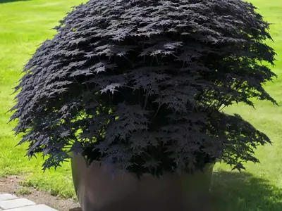 Black Elder (Sambucus Nigra ‘Gerda’ BLACK BEAUTY)