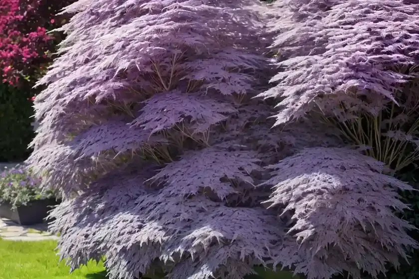 Black elder (sambucus nigra ‘guincho purple’) — photo 3