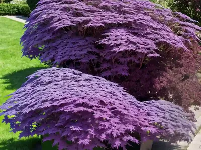 Black Elder (Sambucus Nigra ‘Guincho Purple’)