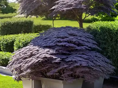 Black Elder (Sambucus Nigra ‘Pendula’)