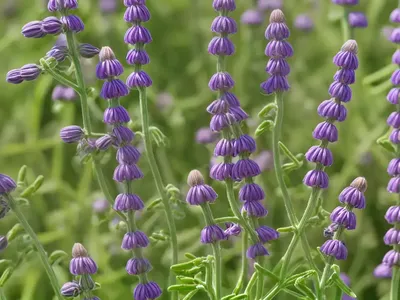Black-Eyed Vetch (Vicia Melanops)