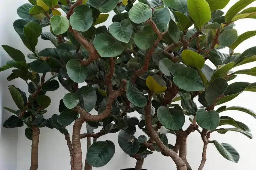 Black Fig (Ficus Carica ‘Mission’) — photo 2