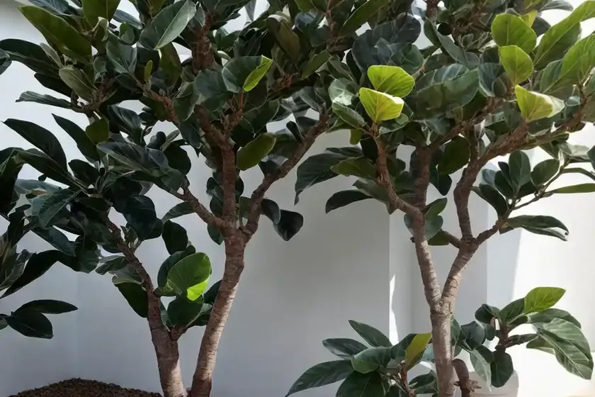 Black Fig (Ficus Carica ‘Mission’) — photo 3