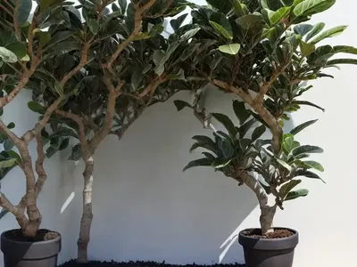 Black Fig (Ficus Carica ‘Mission’)