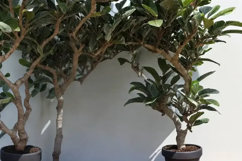 Black Fig (Ficus Carica ‘Mission’)