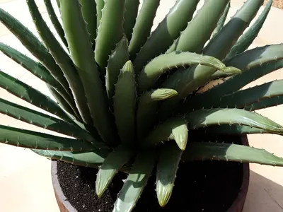 Black Gem Aloe (Aloe ‘black Gem’)