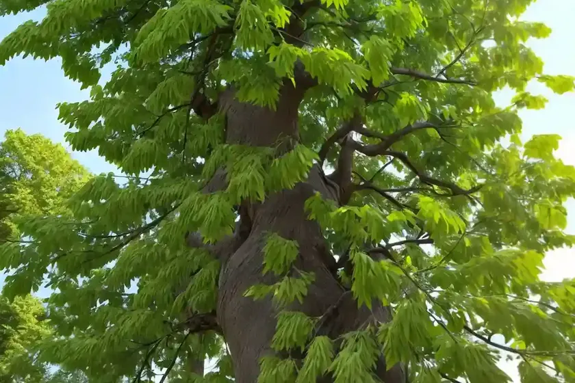 Black locust (robinia pseudoacacia ‘tortuosa’) — photo 2