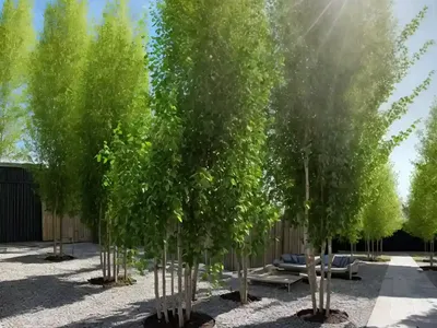 Black Poplar (Populus Nigra)