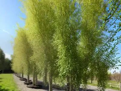 Black Poplar (Populus Nigra)