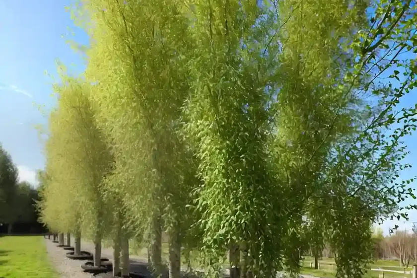 Black poplar (populus nigra)